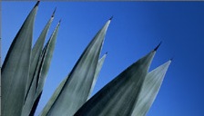 Picture of Blue Agave